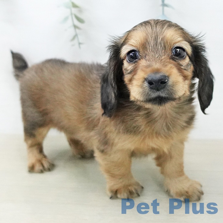 ミニチュア・ダックスフンド