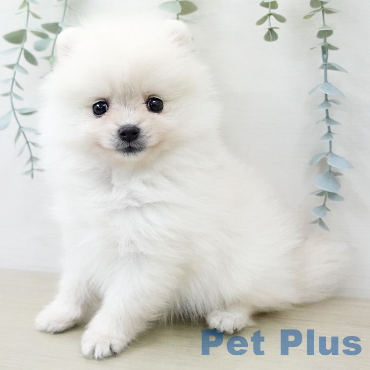 ポメラニアンの写真2