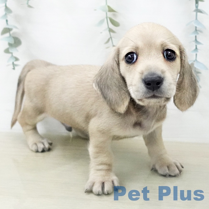 ミニチュア・ダックスフンド