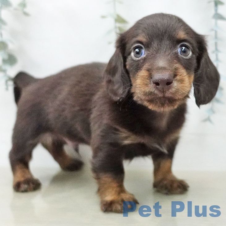 ミニチュア・ダックスフンド