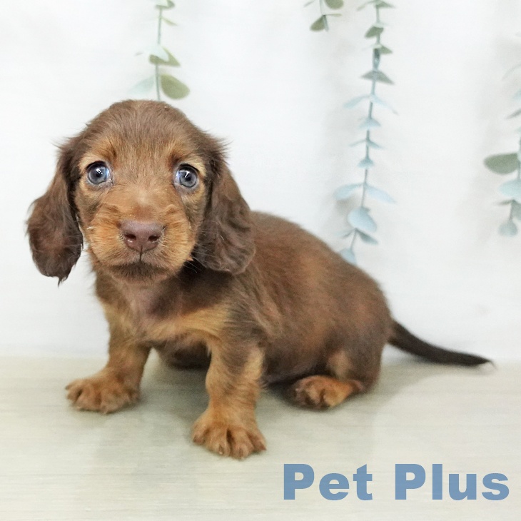 ミニチュア・ダックスフンド