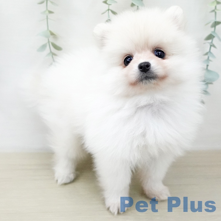 ポメラニアンの写真2