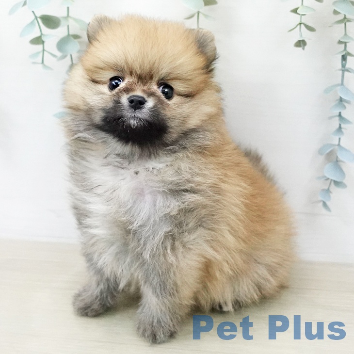 ポメラニアンの写真2