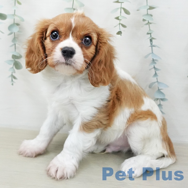 キャバリア・キングチャールズ・スパニエル
