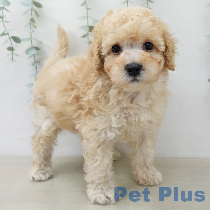 トイ・プードル