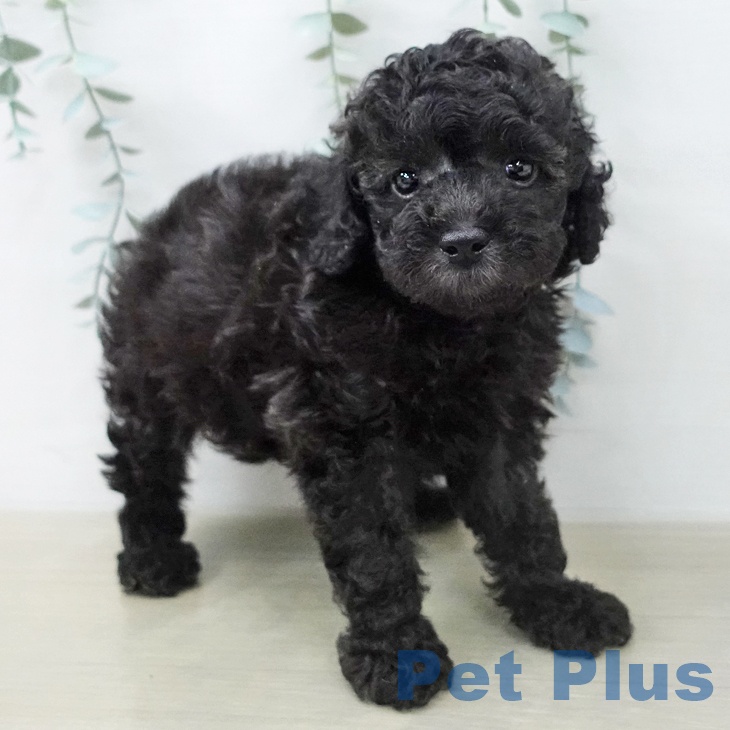 トイ・プードルの写真2