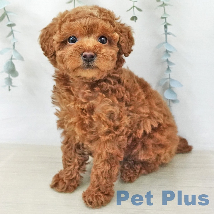 トイ・プードル