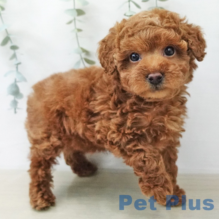 トイ・プードル