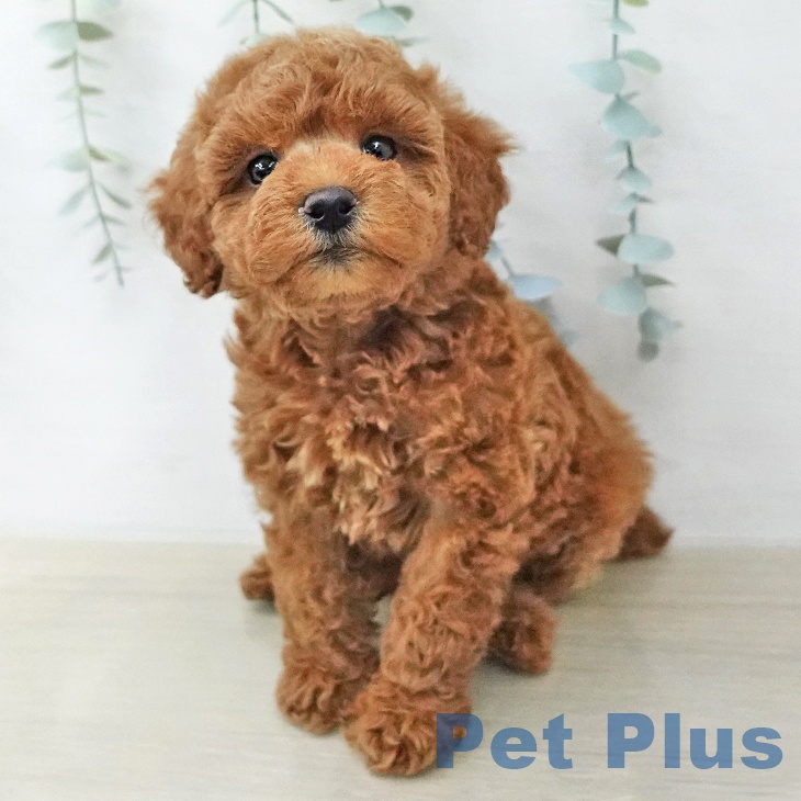 トイ・プードルの写真2