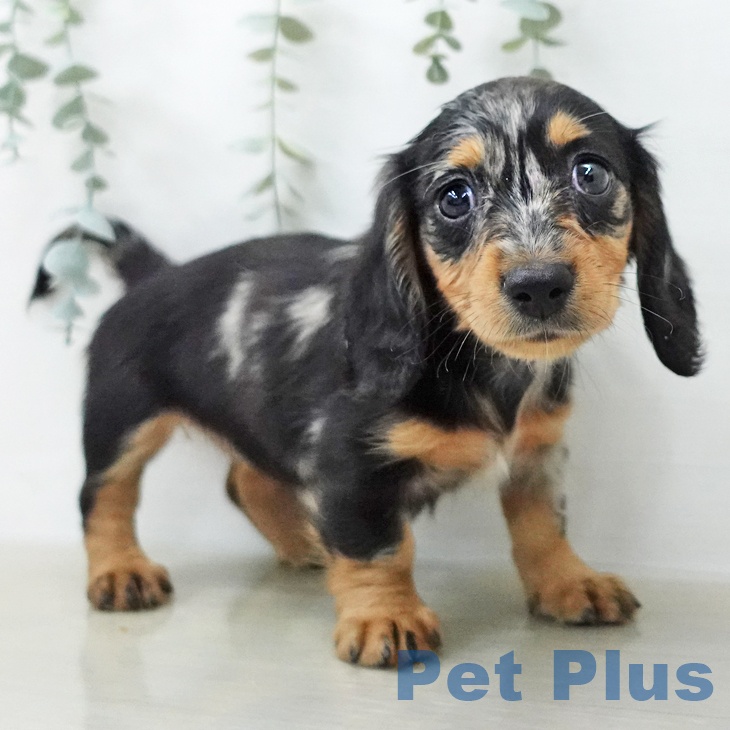 ミニチュア・ダックスフンド