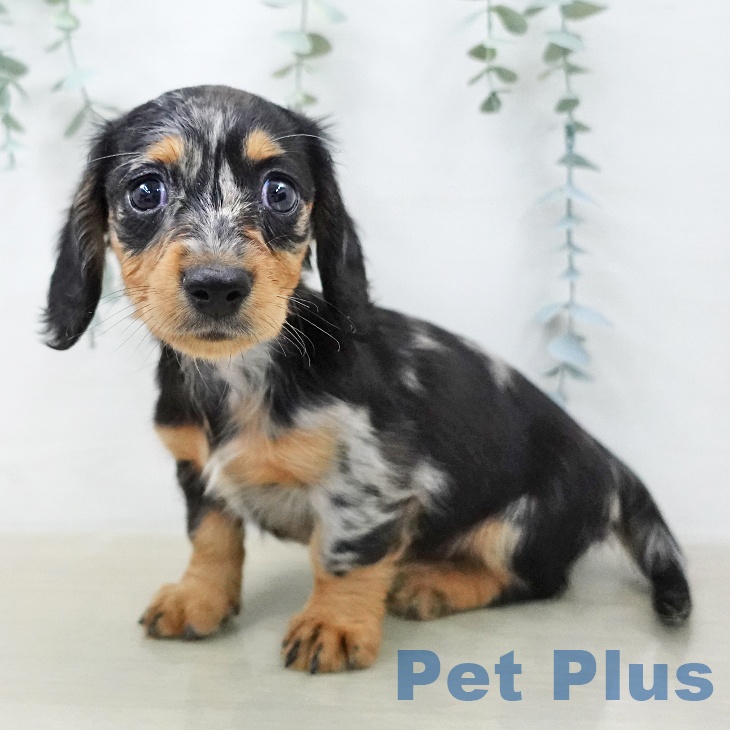 ミニチュア・ダックスフンドの写真2