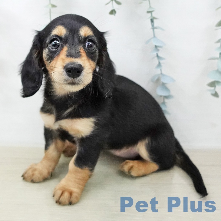 ミニチュア・ダックスフンドの写真2