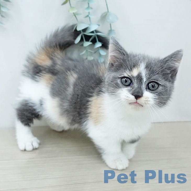 ミヌエットの写真2