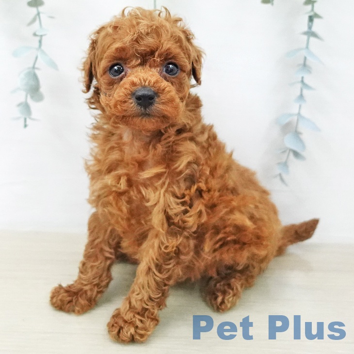 トイ・プードル