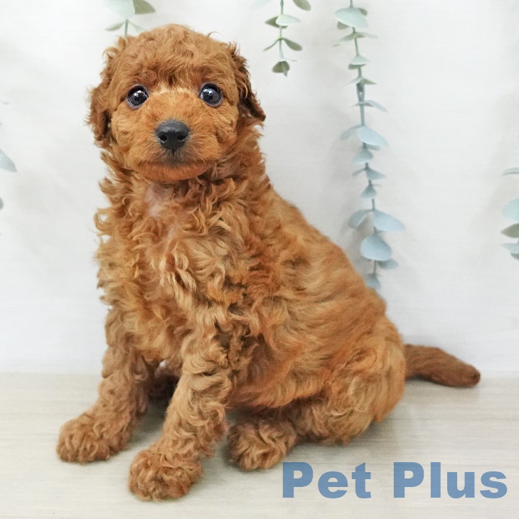 トイ・プードルの写真2