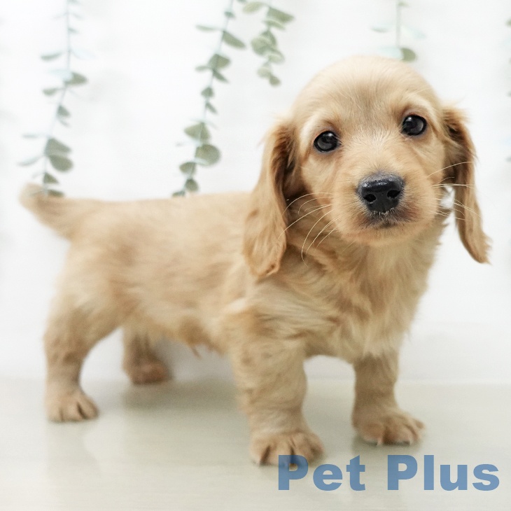 ミニチュア・ダックスフンド