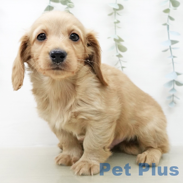 ミニチュア・ダックスフンドの写真2