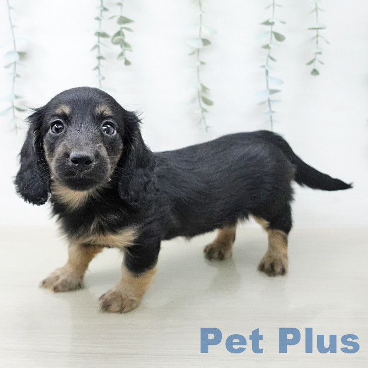 ミニチュア・ダックスフンド