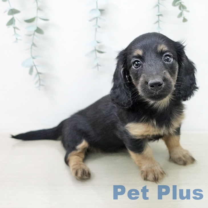 ミニチュア・ダックスフンドの写真2