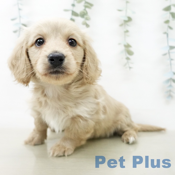 ミニチュア・ダックスフンドの写真2