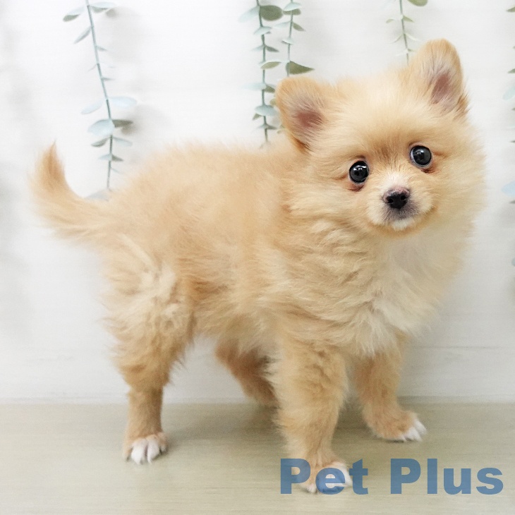 ポメラニアンの写真2