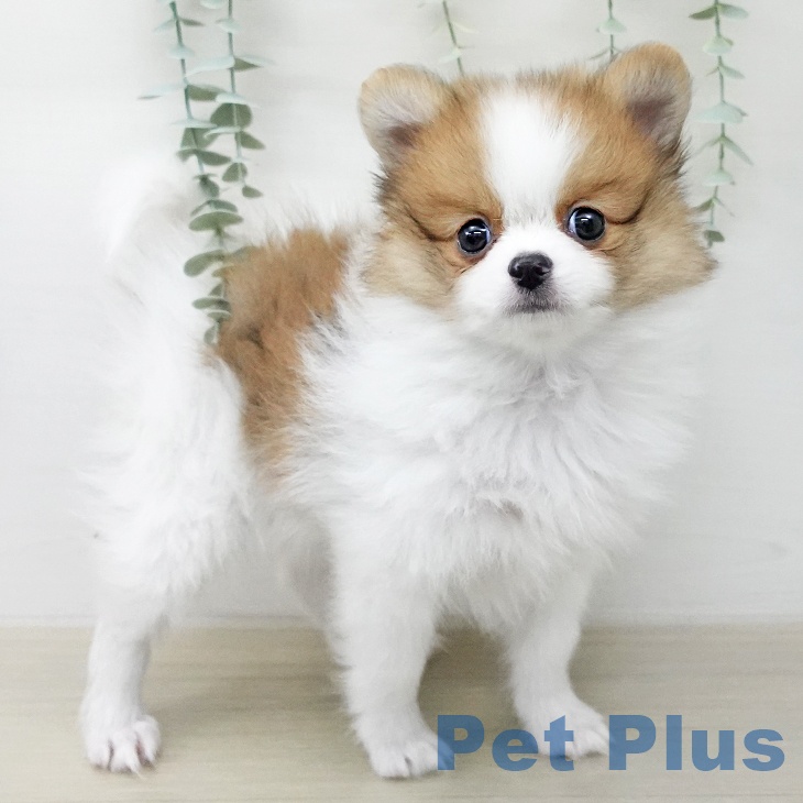 ポメラニアンの写真2