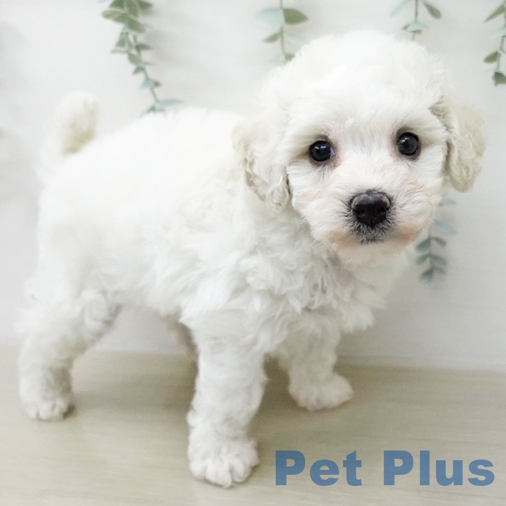 ビション・フリーゼの写真2