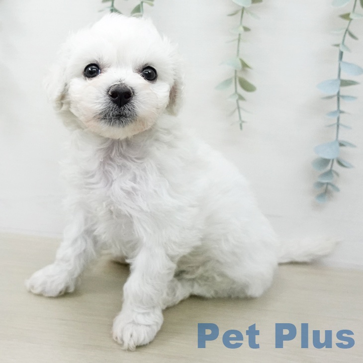 ビション・フリーゼの写真2