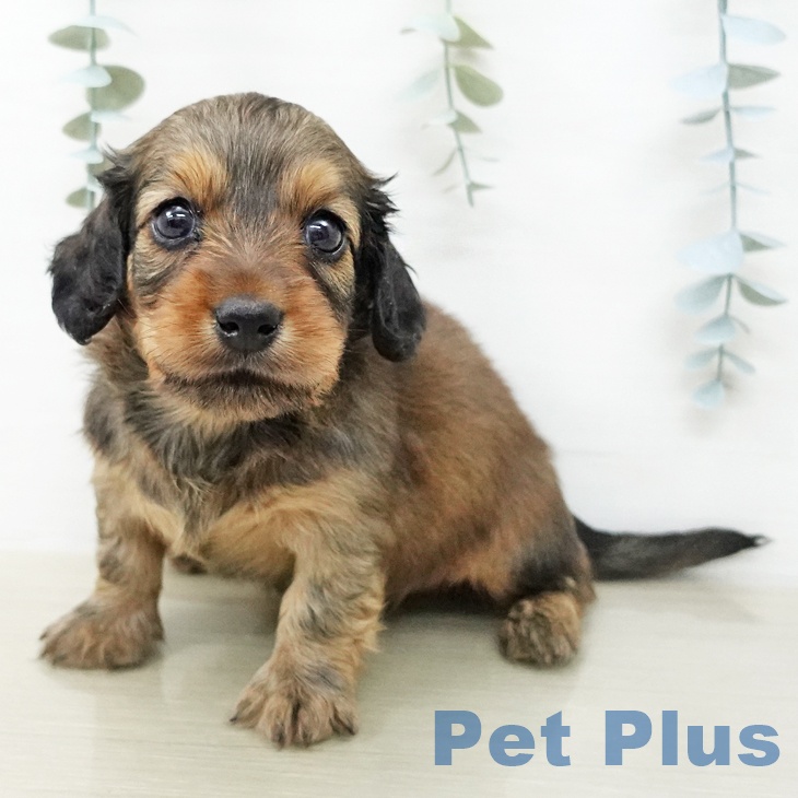 ミニチュア・ダックスフンド