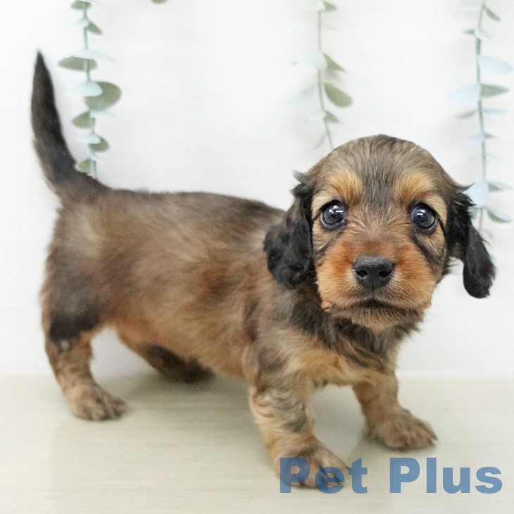 ミニチュア・ダックスフンド