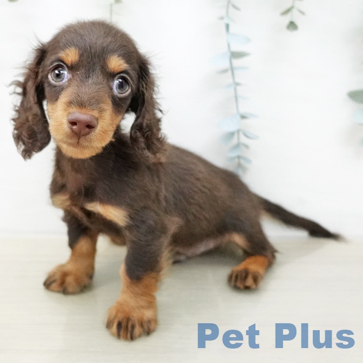 ミニチュア・ダックスフンド