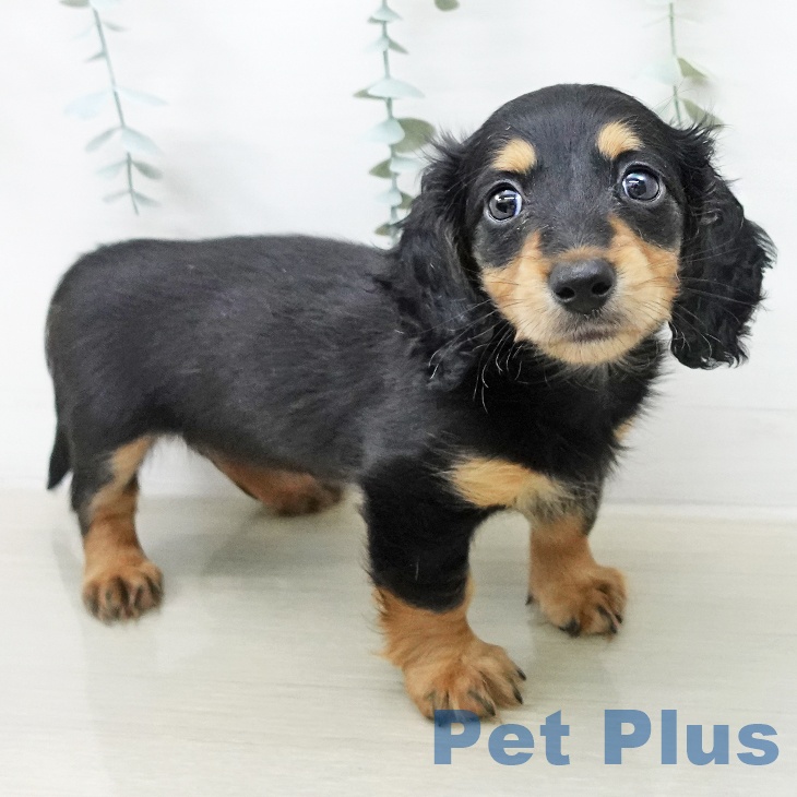 ミニチュア・ダックスフンド