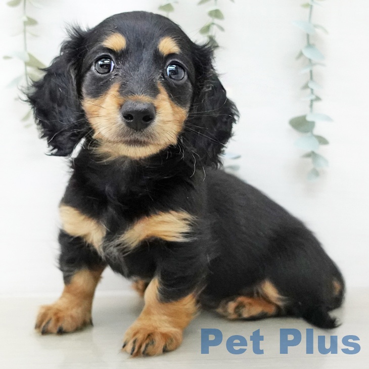 ミニチュア・ダックスフンド