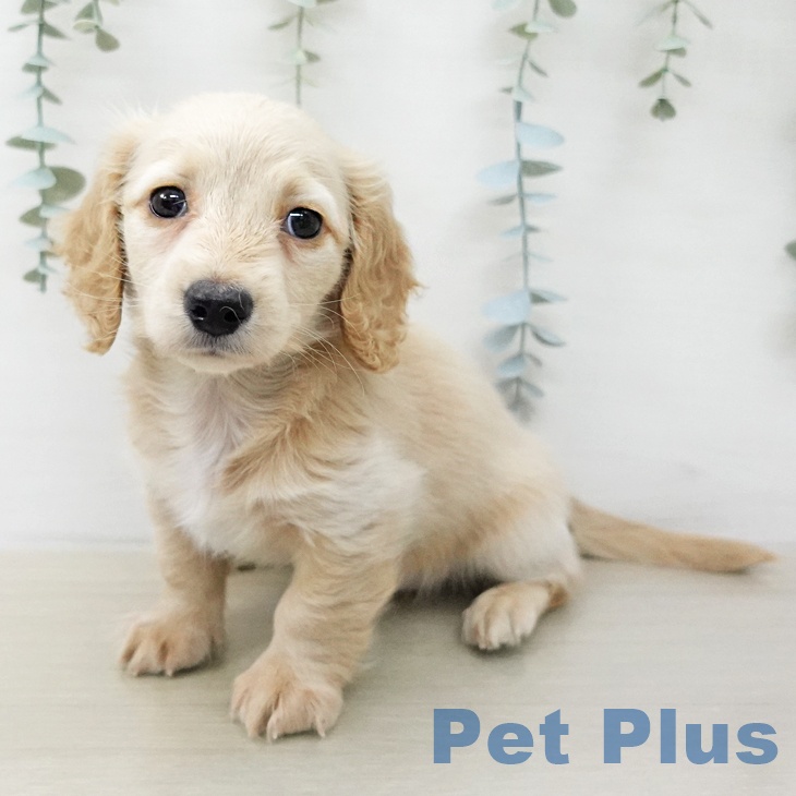 ミニチュア・ダックスフンドの写真2