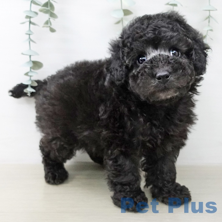 トイ・プードルの写真2