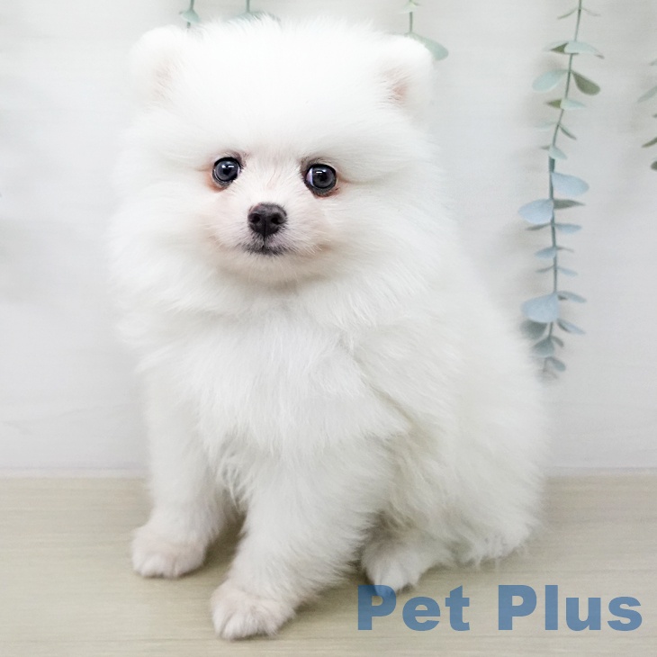 ポメラニアンの写真2