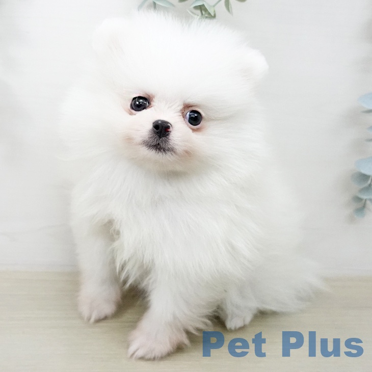 ポメラニアンの写真2