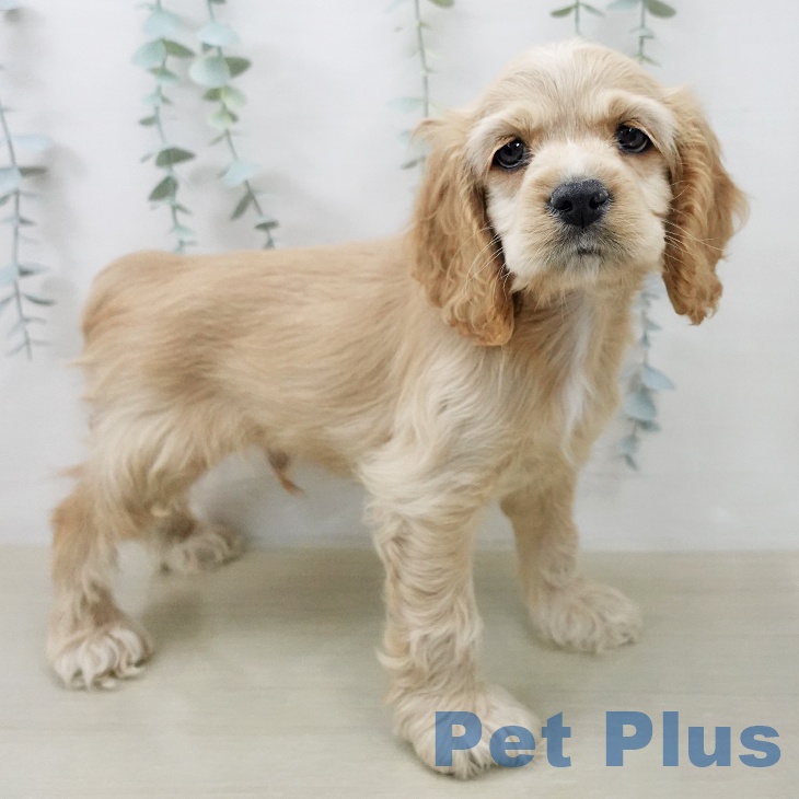 アメリカン・コッカー・スパニエルの写真2