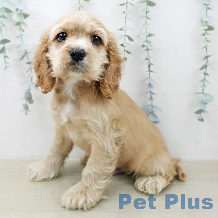 アメリカン・コッカー・スパニエル