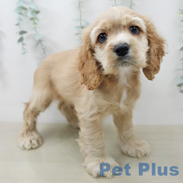 アメリカン・コッカー・スパニエルの写真2