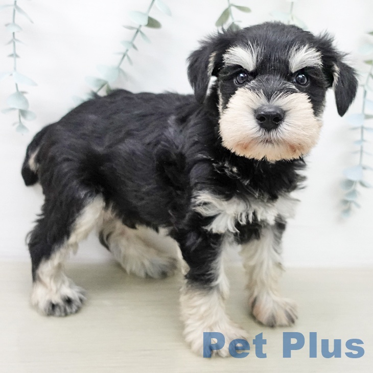 ミニチュア・シュナウザー