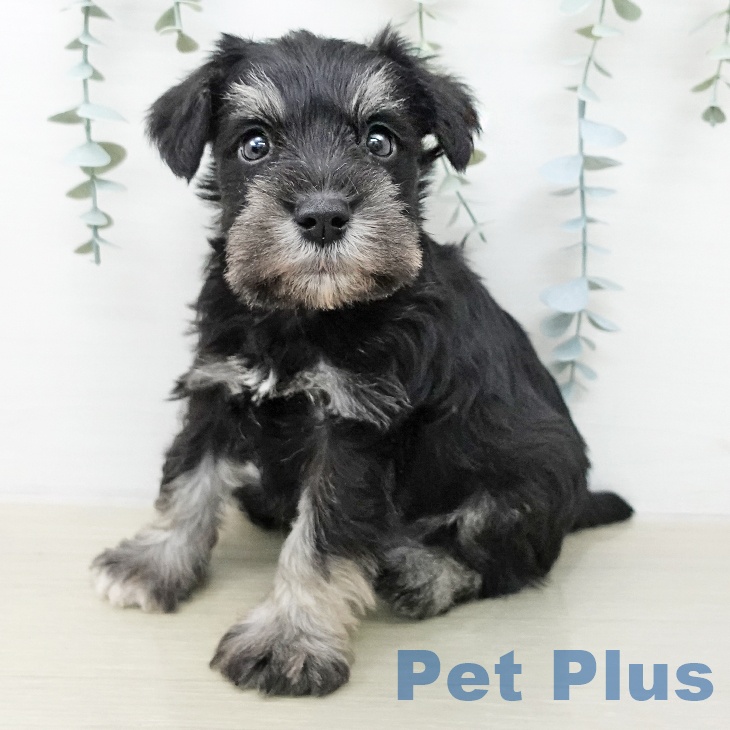 ミニチュア・シュナウザー