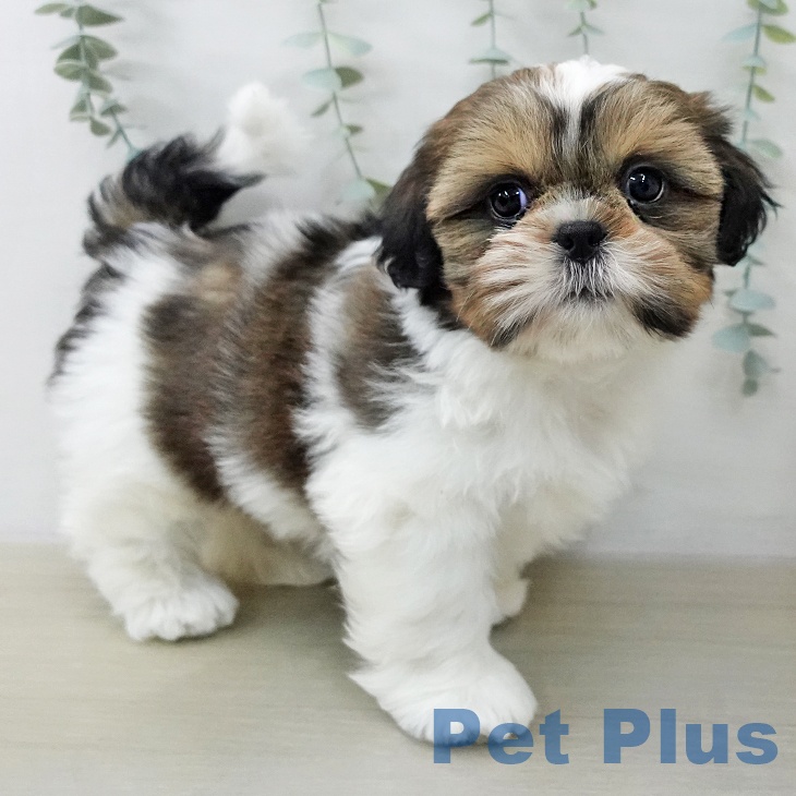 シー・ズーの写真2