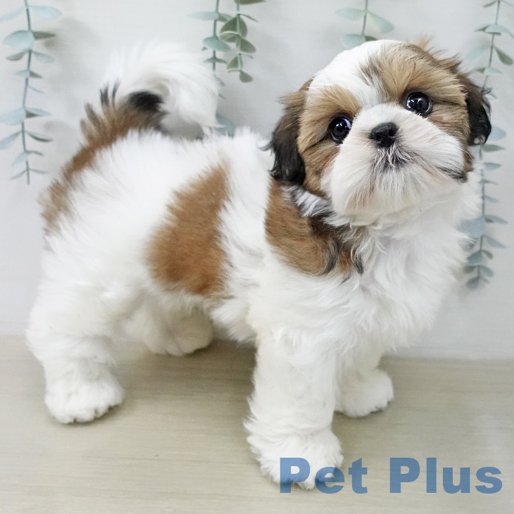 シー・ズーの写真2