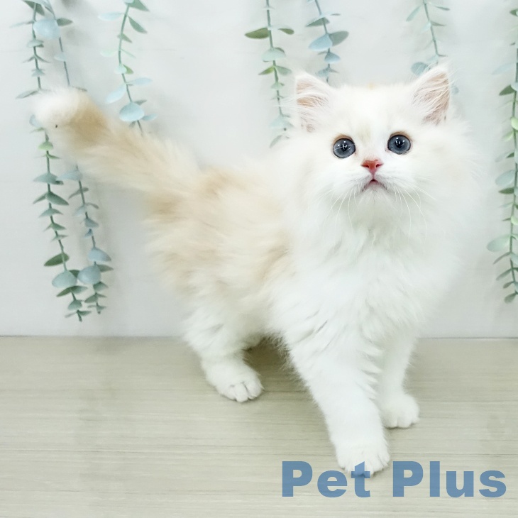 ミヌエットの写真2