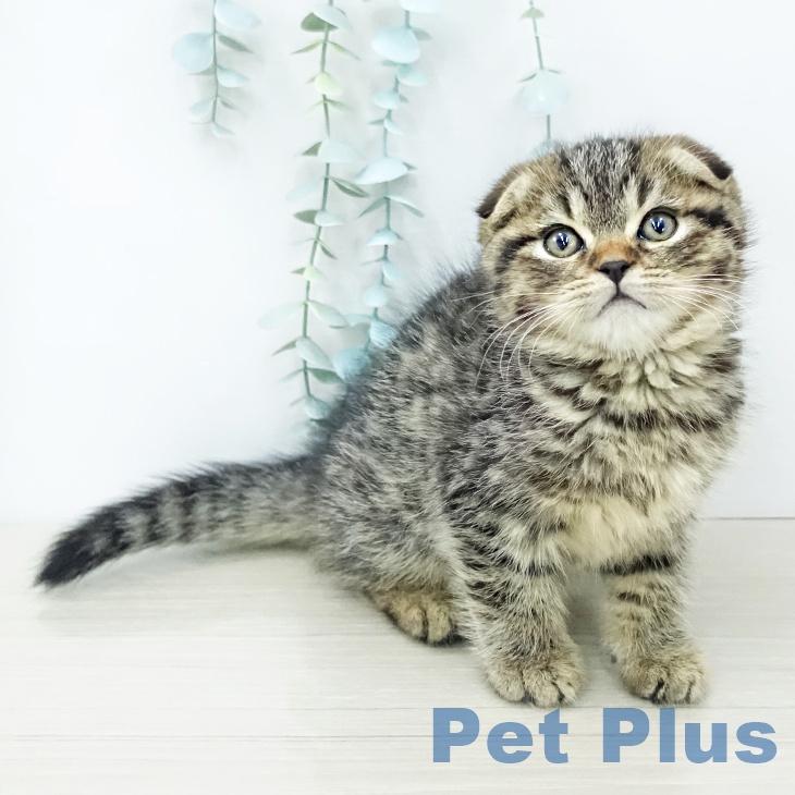 スコティッシュフォールド