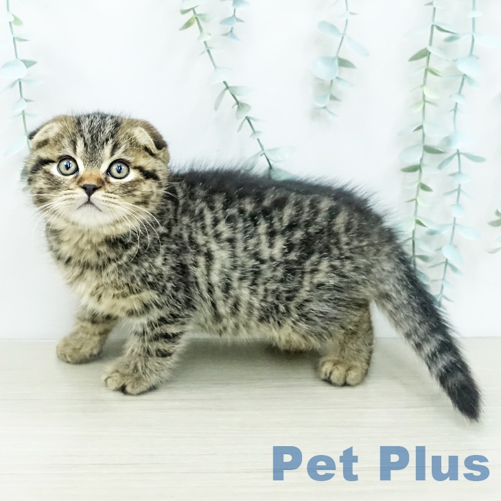 スコティッシュフォールド