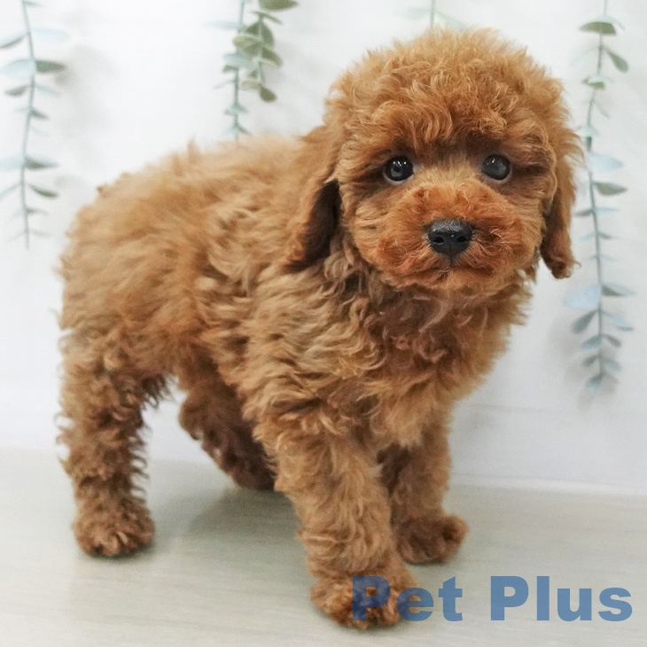 トイ・プードルの写真2