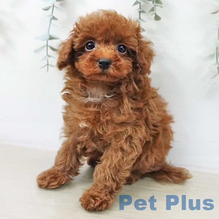 トイ・プードルの写真2