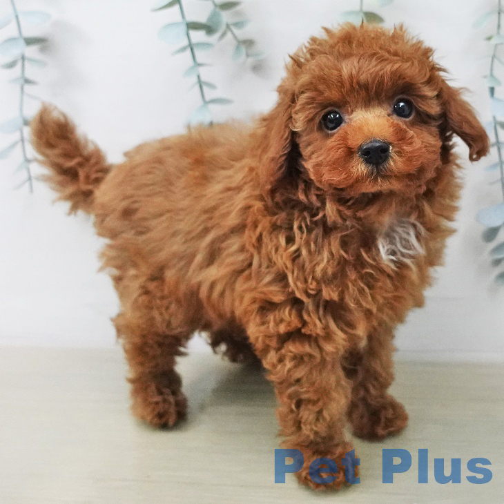 トイ・プードル